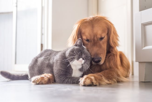 Dog and cat together